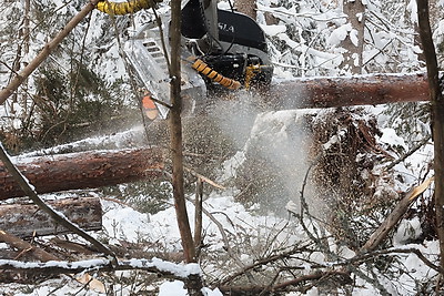 При разработке труднодоступных лесосек планируют заготовить около 600 тыс. куб.м древесины