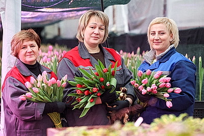 В Гродно готовятся к самому красивому весеннему празднику и начали срезку тюльпанов