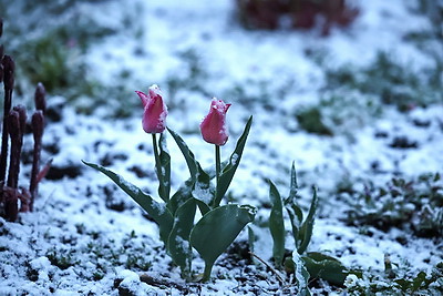 Мокрый снег выпал в Гродно