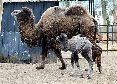 Впервые в Витебском зоопарке родился верблюжонок