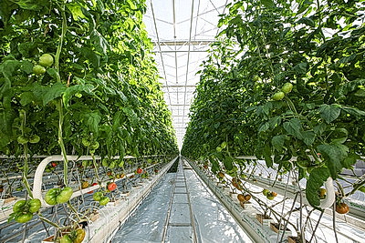 Фермеры Столинского района наращивают объемы производства овощей