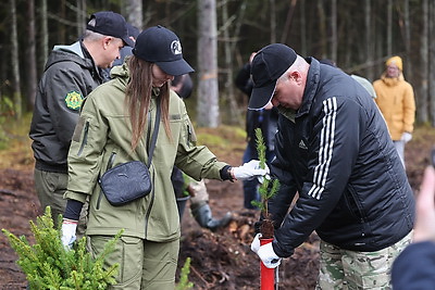 К акции \"Дай лесу новае жыццё!\" в Вороновском районе присоединились около 250 человек