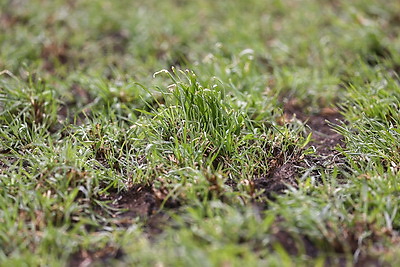 В Лунинецком районе завершили сев зерновых и приступили к травам