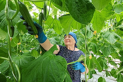 Мартовское путешествие в лето. Как в теплицах Гродненской овощной фабрики растят богатый урожай