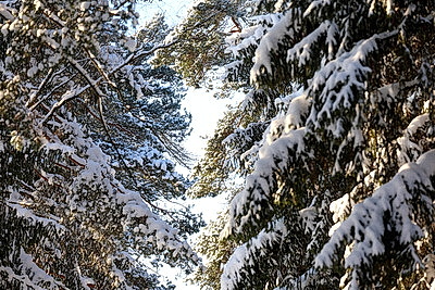Зимний пейзаж