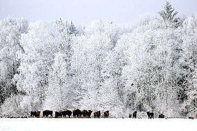 Зубры далеко не отходят, в лесу стоят и ждут. Как подкармливают животных зимой?