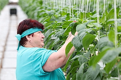 Круглый год в магазинах! Как выращивают овощи в тепличном хозяйстве \"ДОРОРС\"