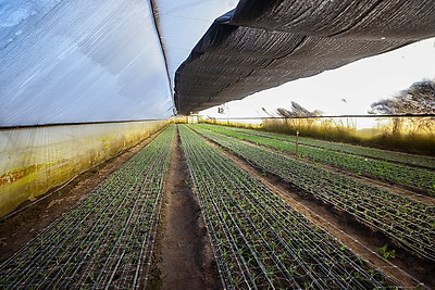 Около 500 тыс. тюльпанов ежегодно выращивает молодой фермер из Дрогичина