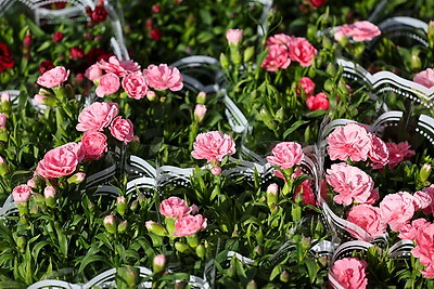 Атмосфера на улицах белорусских городов в преддверии 8 Марта