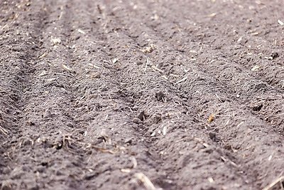 Аграрии Брестской области продолжают сев ранних яровых зерновых и зернобобовых культур