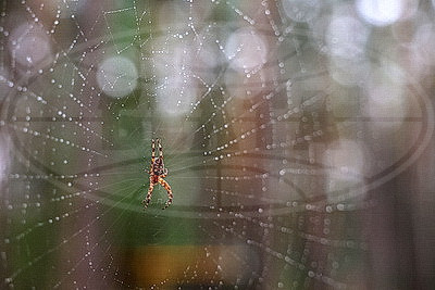 ФОТОХРОНИКА начинает новый информационный день