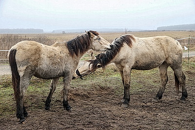 Супруги из Гомельского района разводят лошадей породы белорусская упряжная