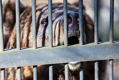 \"Чувствуют себя хорошо\". Медведицы из Витебского зоопарка вышли из зимней спячки