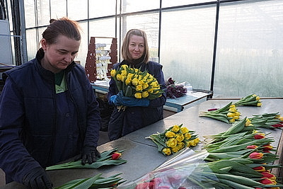 Минский парниково-тепличный комбинат к 8 Марта вырастит более 200 тыс. тюльпанов и около 60 тыс. роз