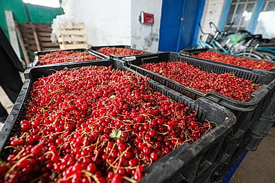 Cезон заготовок: Белкоопсоюз принимает продукцию у населения