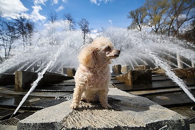 В Минске стартовал сезон фонтанов