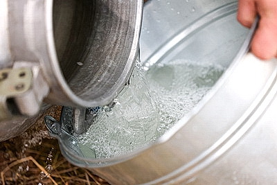 В Гродненской области приступили к заготовке березового сока