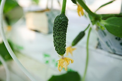 В Столинском районе созревает второй урожай огурцов в теплице