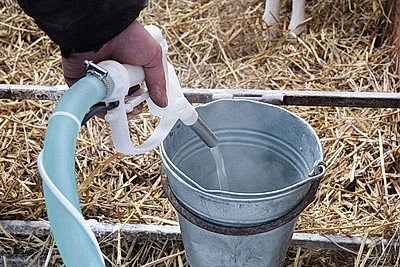 В тепле и с дополнительными порциями молока: как в Могилевской области содержат телят в морозы