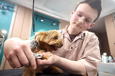 Школьник из Гродно нашел себя в груминге после первой стрижки своего йорка