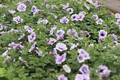 В Бресте собираются высадить миллион цветочных растений