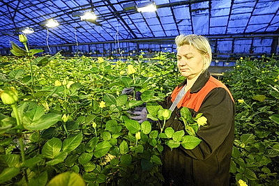 Первые тысячи роз и тюльпанов срезали в теплицах \"Витебского Зеленстроя\"