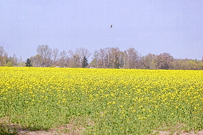 Рапс зацвел на юге Брестской области