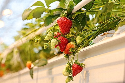 Круглый год в магазинах! Как выращивают овощи в тепличном хозяйстве \"ДОРОРС\"