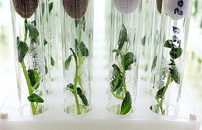 Новые сорта картофеля выращивают в Витебском зональном институте сельского хозяйства