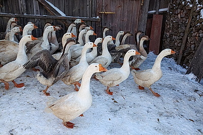Гусиные забеги, обряды и много песен. В Костюковичском районе провели \"Гусінае свята\"
