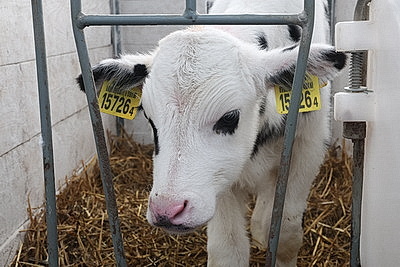 В тепле и с дополнительными порциями молока: как в Могилевской области содержат телят в морозы