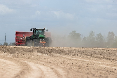 Посадка раннего картофеля идет в крупном хозяйстве Ивановского района