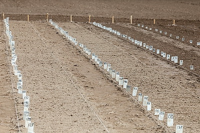 В Могилевском районе стартовал сев селекционных образцов льна-долгунца