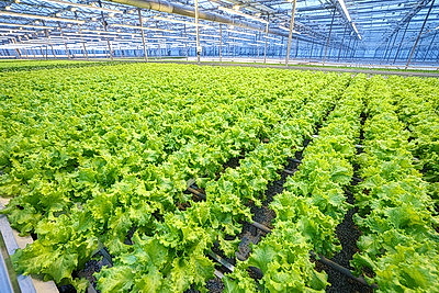 Круглый год в магазинах! Как выращивают овощи в тепличном хозяйстве \"ДОРОРС\"