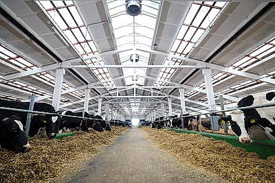 В Минской области в 2026 году планируют построить 111 профилакториев на 20 тыс. телят