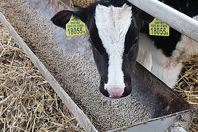 В тепле и с дополнительными порциями молока: как в Могилевской области содержат телят в морозы