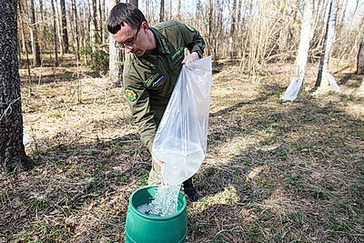 На квас и витаминные напитки. В Витебской области идет заготовка березового сока