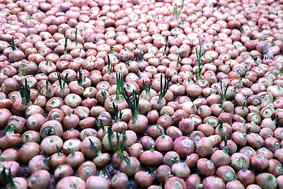 На Гродненской овощной фабрике ухаживают за рассадой, готовят ее к высадке