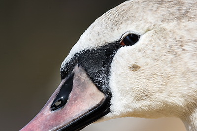 Весна. Белоснежные лебеди на водохранилище Дрозды
