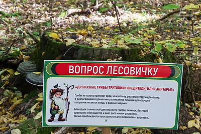 Экологическая тропа \"Познай лес\" в Кличевском дендропарке
