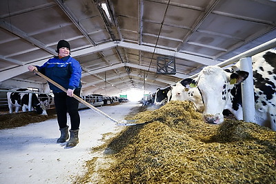 Более 130 тонн молока за жизнь и 55 литров в сутки! Необычная корова-долгожитель с нежной кличкой живет в Беларуси