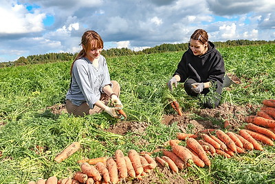 Такая крупная, урожай хороший. Учащиеся колледжа помогают на уборке моркови в Витебском районе
