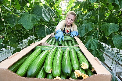 Мартовское путешествие в лето. Как в теплицах Гродненской овощной фабрики растят богатый урожай