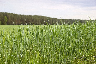 В Брестской области началась косовица