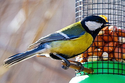 ФОТОХРОНИКА начинает новый информационный день