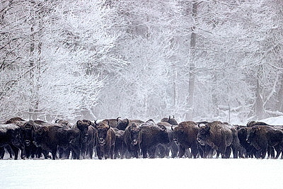 Зубры далеко не отходят, в лесу стоят и ждут. Как подкармливают животных зимой?