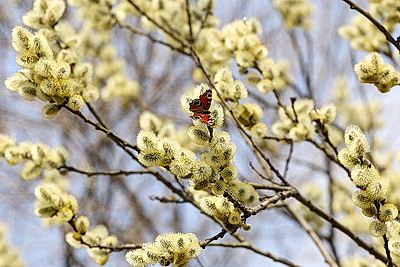 ФОТОХРОНИКА начинает новый информационный день