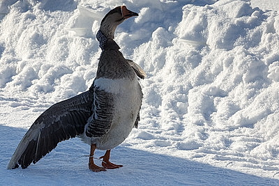 Гусиные забеги, обряды и много песен. В Костюковичском районе провели \"Гусінае свята\"