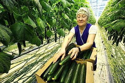 Урожай свежих огурцов, помидоров, салата, зелени собирают в Полоцком районе
