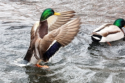На водоемах Могилева можно увидеть большое скопление уток